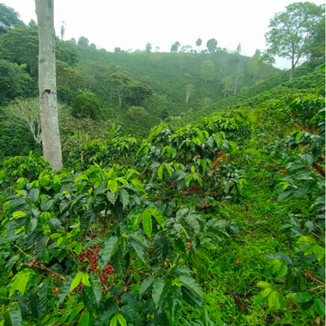Mini - Medium Roast - Colombia - Fabian Acevedo, La Providencia