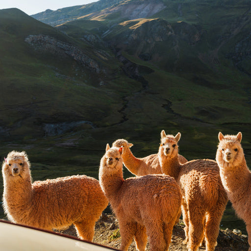 Mini - Dark Roast - Peru Blend