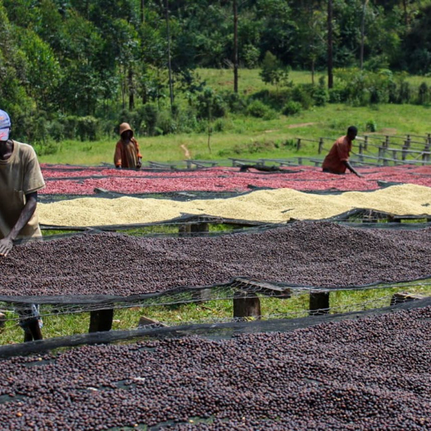 Medium Roast : Burundi : Microlot : Masha : Kayanza