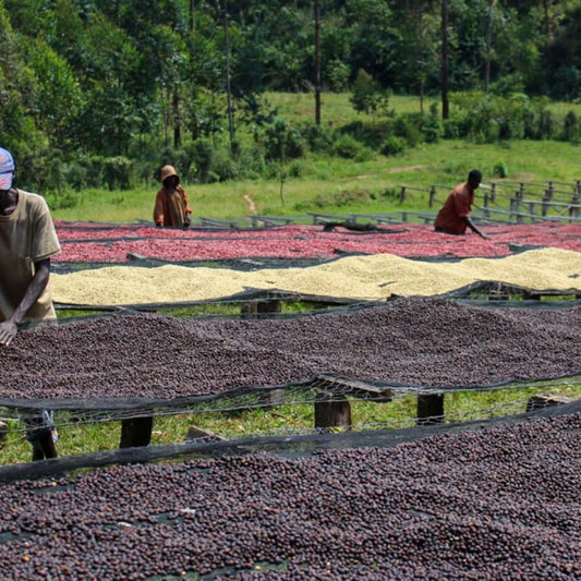 Medium Roast : Burundi : Microlot : Masha : Kayanza