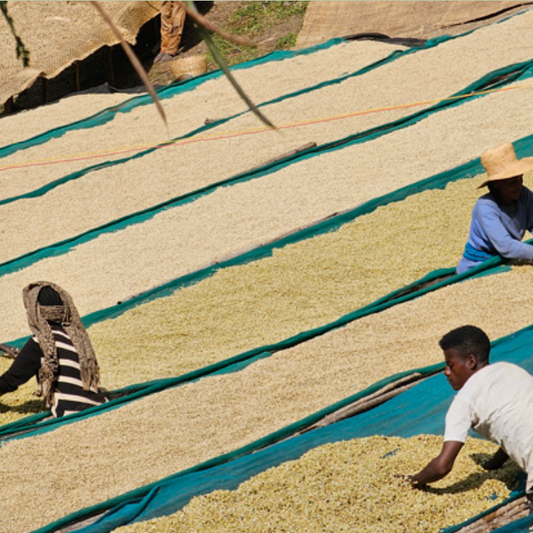 Light Roast : Ethiopia : Red Honey Idido
