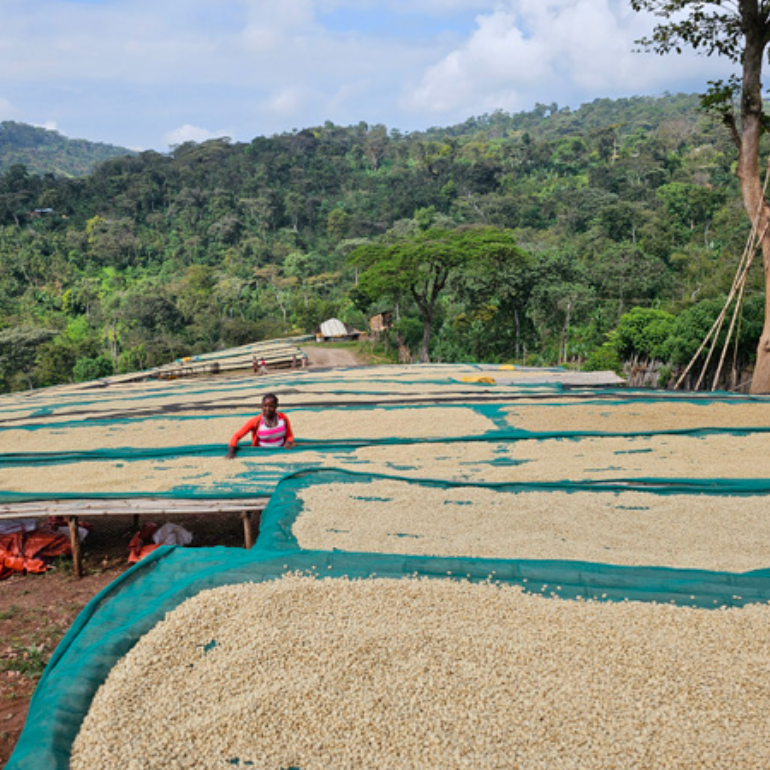 Light Roast : Ethiopia : Red Honey Idido