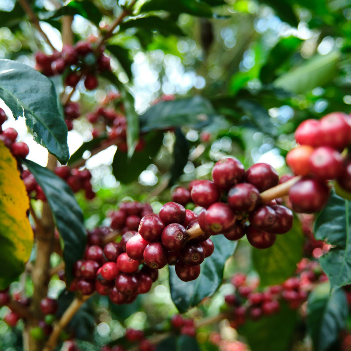 Dark Roast : Costa Rica : Cafe Vida