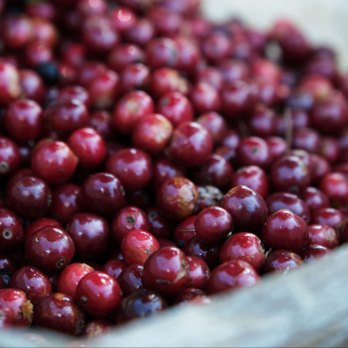 Dark Roast : Costa Rica : Cafe Vida