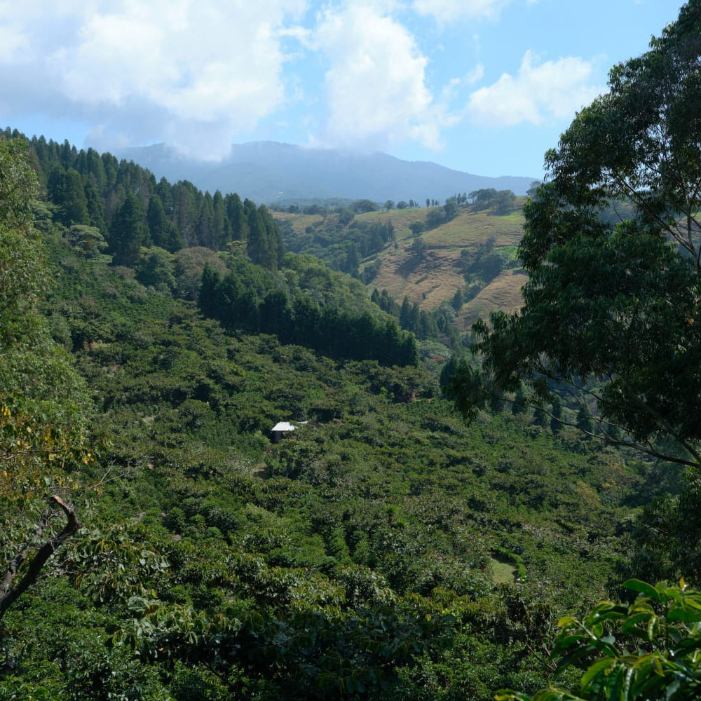 Dark Roast : Costa Rica : Cafe Vida