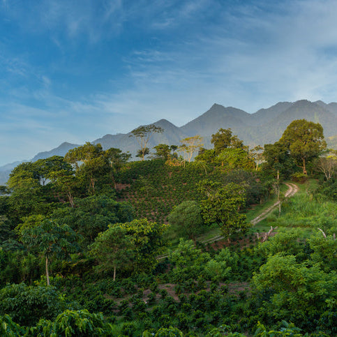 Decaf : Honduras : Organic Swiss Water Process