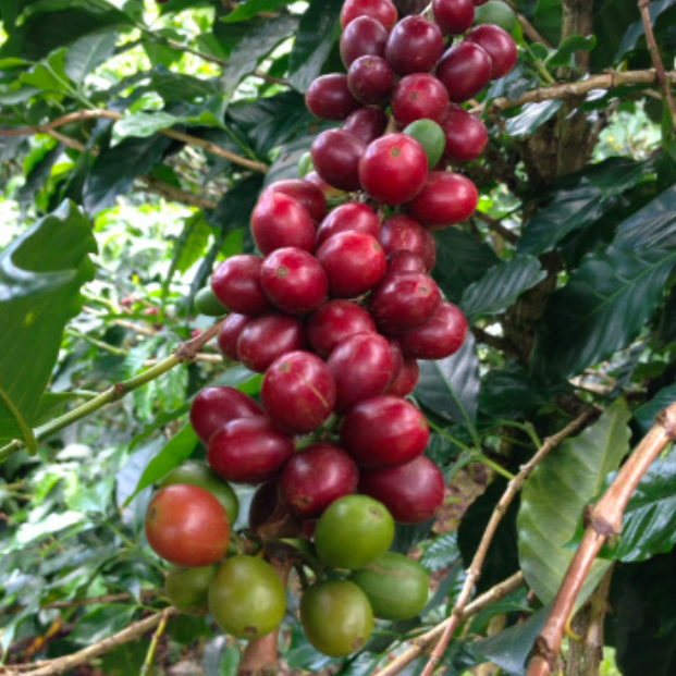 Mini - Medium Roast - Colombia - Fabian Acevedo, La Providencia