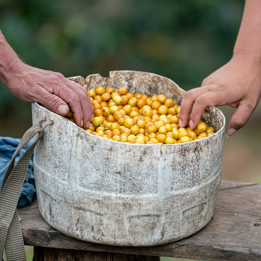 Light Roast : Peru : Gesha : Finca La Naranja
