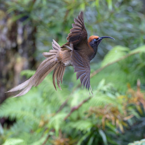 Medium Roast - Blend #1