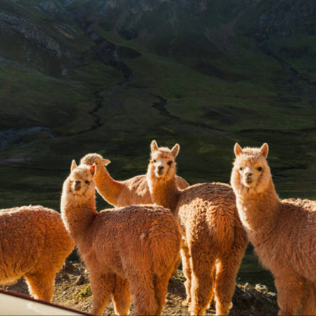 Group of llamas standing on a mountainous landscape