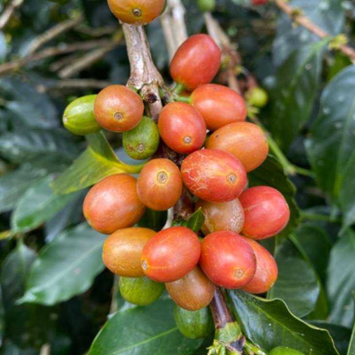 Light Roast - Colombia - Yulieth Mora, Villa Pastora