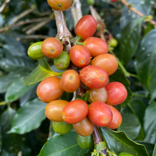 Light Roast - Colombia - Yulieth Mora, Villa Pastora